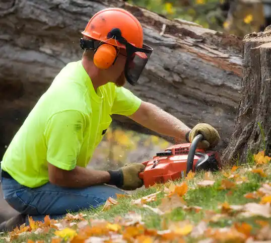 tree services Sound Beach